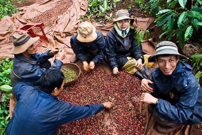 Cueilleurs accroupis triant des cerises de café fraîchement récoltées